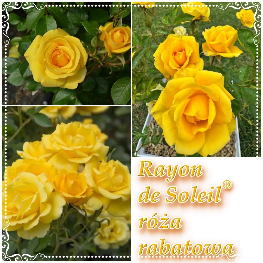 Rayon de Soleil róża rabatowa